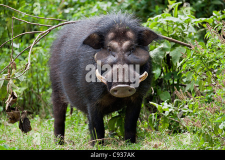 A rarely seen Giant Hog in the Salient of the Aberdare National Park. Stock Photo