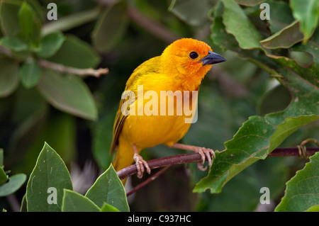 A Golden Palm Weaver in Tsavo East National Park. Stock Photo