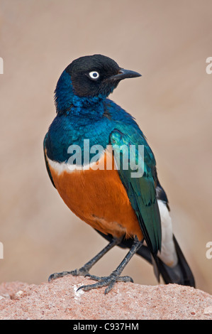 A Superb Starling in Tsavo East National Park. Stock Photo