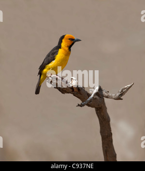 A Black-necked weaver in dry country towards Lake Magadi. Stock Photo