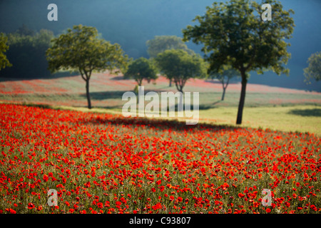 Italy, Umbria, Norcia. Walnut trees in fields of poppies near Norcia, bathed in evening light. Stock Photo