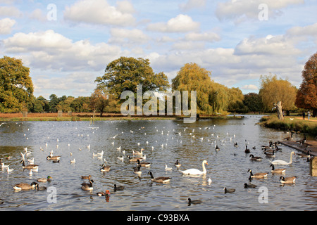 The Heron Pond in Bushy Park, one of London's Royal Parks near Hampton Court in south west London England UK Stock Photo
