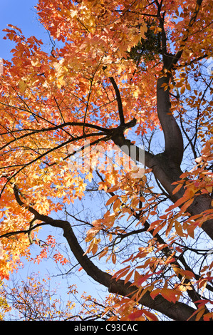 Nikko maple (Acer maximowiczianum syn. Acer nikoense) Stock Photo