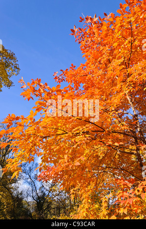 Three-flowered maple (Acer triflorum) Stock Photo