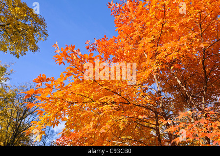 Three-flowered maple (Acer triflorum) Stock Photo