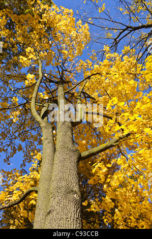 Norway maple (Acer platanoides) Stock Photo