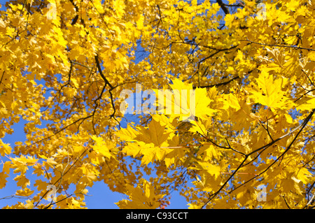 Norway maple (Acer platanoides) Stock Photo