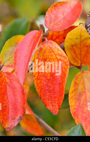 Burkwood's viburnum (Viburnum x burkwoodii) Stock Photo