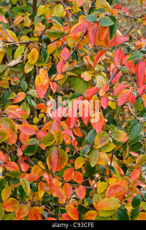 Burkwood's viburnum (Viburnum x burkwoodii) Stock Photo