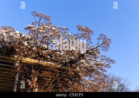 Climbing hydrangea (Hydrangea anomala subsp. petiolaris) Stock Photo
