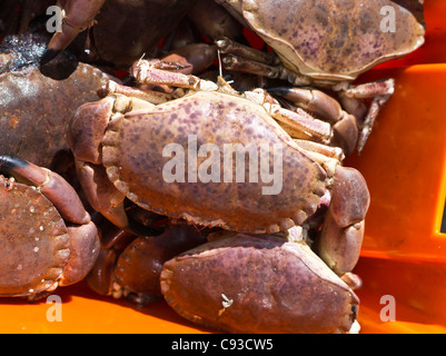 dh Cancer pagurus CRAB UK Fish box of crabs Edible Crab brown crab uk Stock Photo
