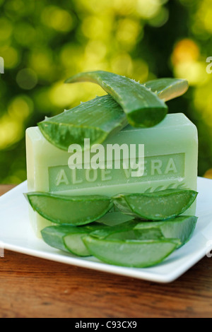 Burn plant soap, Aloe vera. Stock Photo