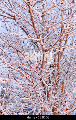 Common dogwood (Cornus sanguinea 'Midwinter Fire') Stock Photo