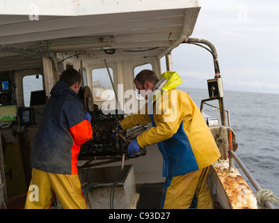 dh  FISHING BOAT ORKNEY SCOTLAND Fishermen emptying lobster and crab from creel aboard fishing boat fisherman Stock Photo