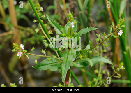 Pink Water-Speedwell, veronica catenata Stock Photo