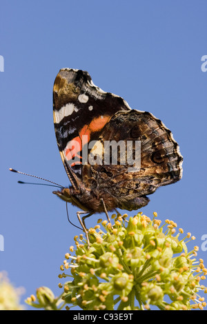 RED ADMIRAL BUTTERFLY (Vanessa atalanta) feeding on ivy flower in early autumn, Sussex, UK. September Stock Photo