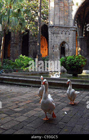 Geese, Cathedral of the Holy Cross and Saint Eulalia, Barcelona, Spain Stock Photo