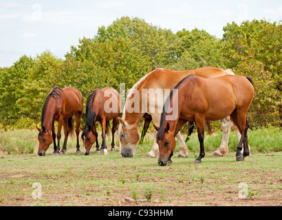 Small herd of horses grazing in pasture Stock Photo