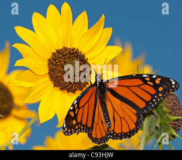 Monarch butterfly feeding on a sunflower against clear blue sky Stock Photo