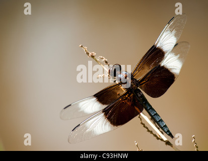 Closeup image of a Widow skimmer Dragonfly in its natural environment Stock Photo