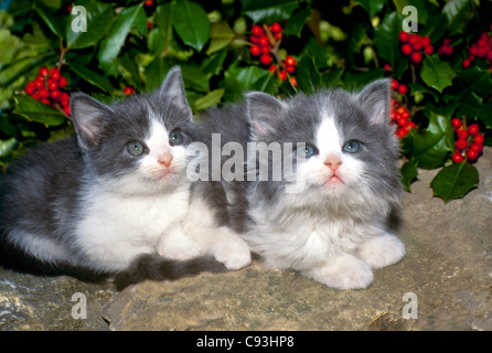 Two grey and white kittens sitting close together on a rock wall in front of a holly bush, both looking up expectantly Stock Photo