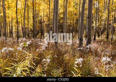 Sunlight shining through grove of yellow aspen trees in autumn onto meadow of tall grass