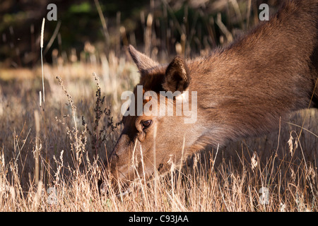 Closeup of the head of a young elk feeding on grass in a meadow in Rocky Mountain National Park in Colorado Stock Photo