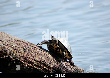 Indian Roofed Turtle (Pangshura tecta) basking in the sun on a tree-trunk Stock Photo