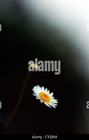 Picture of a Mayweed flower and bud (Anthemis cotula) Stock Photo