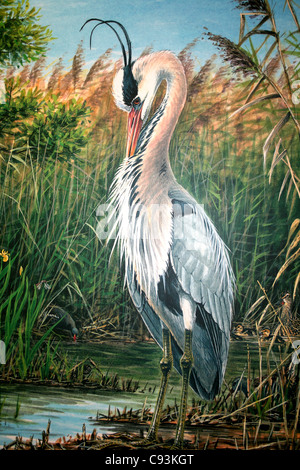 Illustration Of A Grooming Grey Heron Photographed At Leighton Moss RSPB Reserve, Lancashire, UK Stock Photo