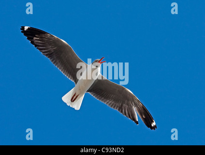 Grey-Headed Gull, Larus cirrocephalus in flight Stock Photo