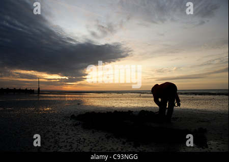 Digging for lugworms on Worthing beach at sunrise Stock Photo