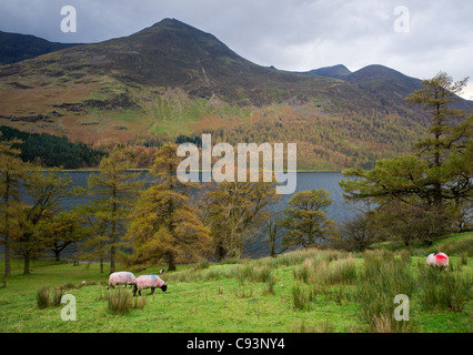 Sheep grazing on the banks of Buttermere in the Lake District