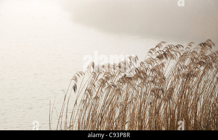 Foggy lake with Reeds in the early morning as sun tries to break though. Stock Photo