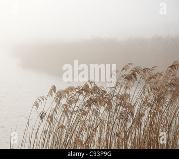 lake with reeds in the fog Stock Photo - Alamy