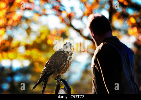 The falconer showing out falcon Stock Photo