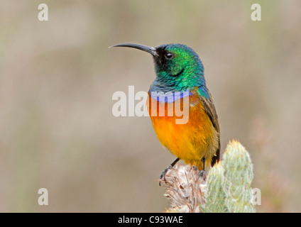 Orange-breasted Sunbird, Anthobaphes violacea on Protea Stock Photo