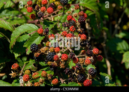 Close up of wild blackberries blackberry brambles rubus fruits fruit growing in hedgerow in summer England UK United Kingdom GB Great Britain Stock Photo