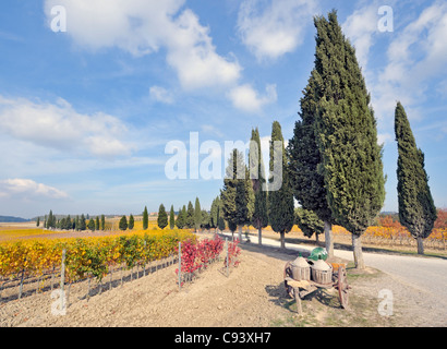 Treelined cypress road through tuscan vineyard in fall Stock Photo