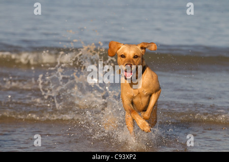 Yellow Labrador running through breaking waves on the  Norfolk coast at Cromer Stock Photo