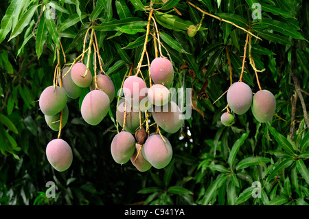 Mangoes growing on a tree in Arpora Goa Stock Photo - Alamy