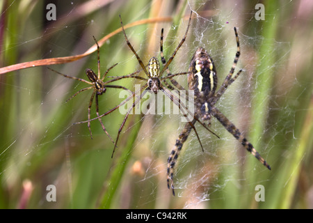 Male and female wasp spiders (Argiope bruennichi) preparing to mate. Dorset, UK. Stock Photo