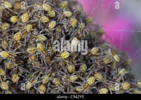 Nest of raft spider (Dolomedes fimbriatus) hatchlings. Dorset, UK. Stock Photo