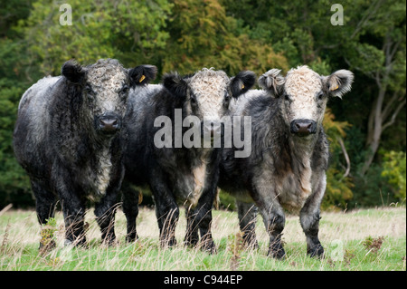 Herd of Blue-gray crossbred steers. White Shorthorn X Galloway. Stock Photo