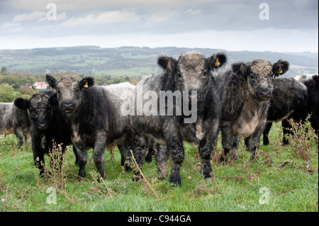 Herd of Blue-gray crossbred steers. White Shorthorn X Galloway. Stock Photo