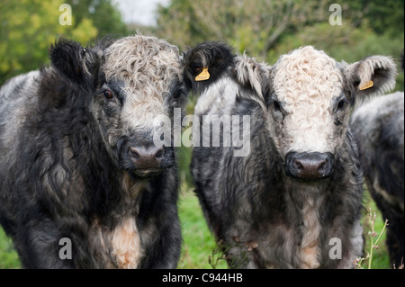 Herd of Blue-gray crossbred steers. White Shorthorn X Galloway. Stock Photo