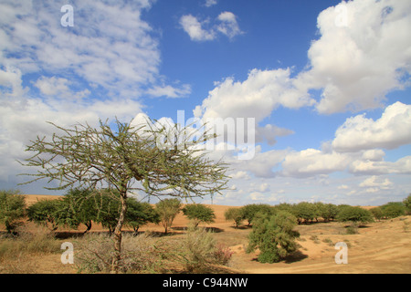 Israel, Nahal Gerar in the Northern Negev Stock Photo