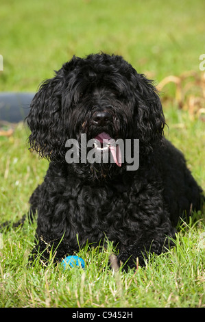 Labradoodle, cross bred between a Labrador and a poodle. Sitting in field. Stock Photo