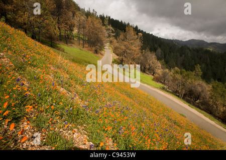 CALIFORNIA - Poppies and lupine blooming on a hillside along the Figueroa Mountain Road in the Los Padres National Forest. Stock Photo