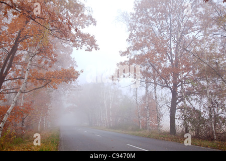 Forest road in a foggy autumn day. Stock Photo